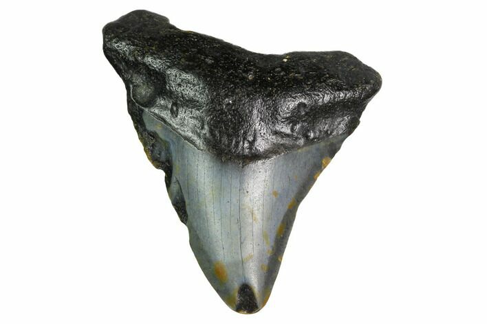 Bargain, Megalodon Tooth - North Carolina #152837